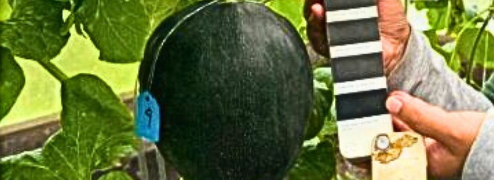 Melon Hitam Temuan Mahasiswi S2 Fakultas Pertanian Universitas Brawijaya
