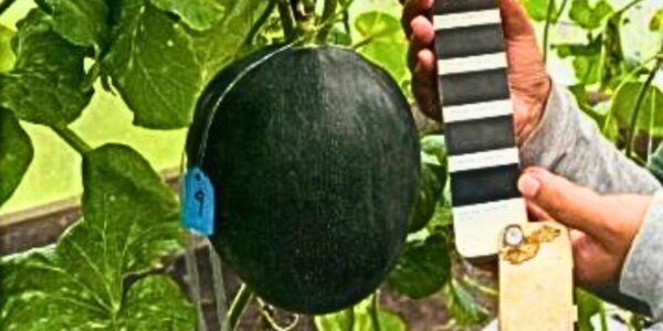 Melon Hitam Temuan Mahasiswi S2 Fakultas Pertanian Universitas Brawijaya