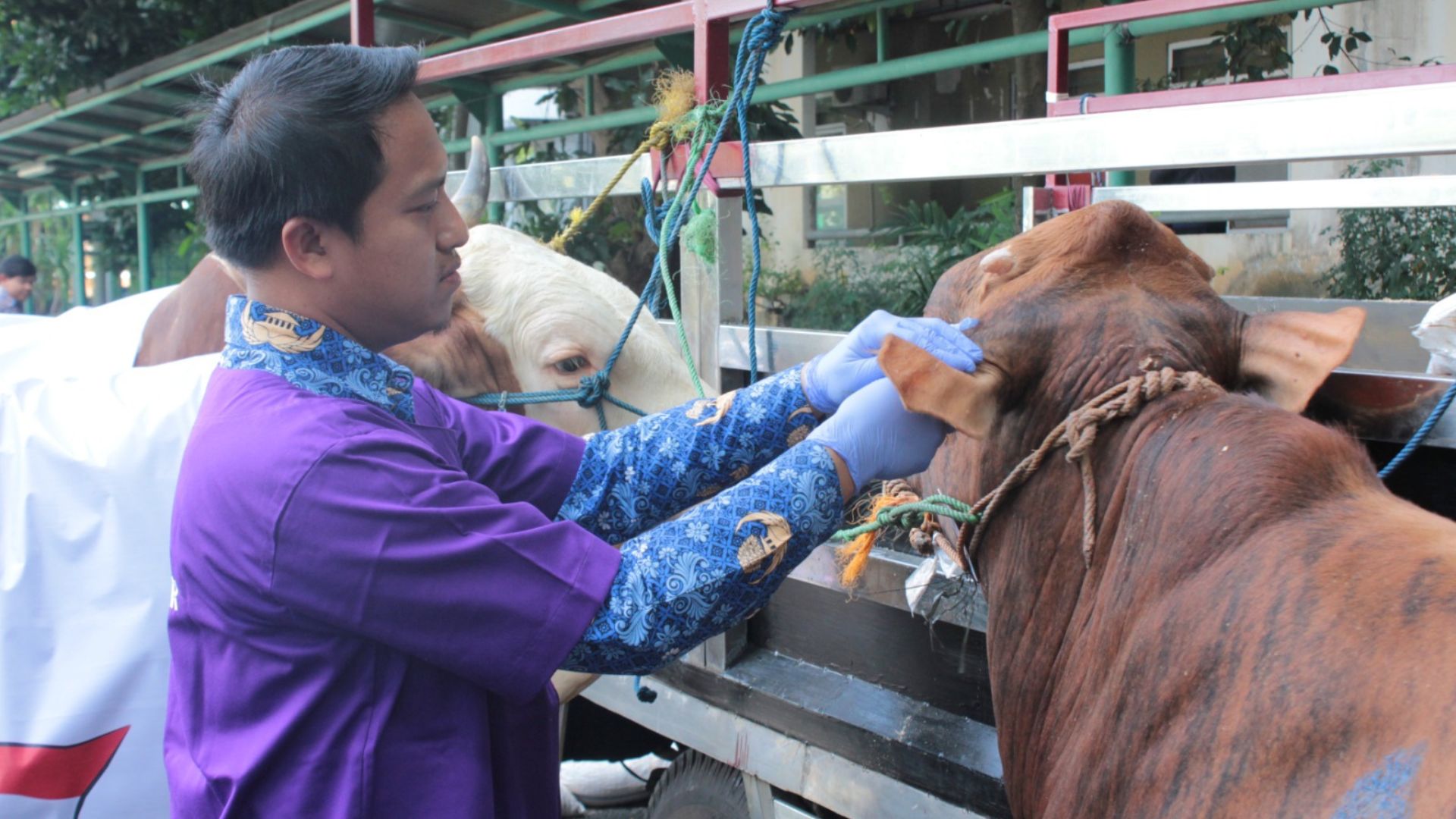 Pengecekan kesehatan hewan kurban sebelum penyerahan